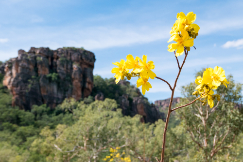 Australske Bush kapi - Annah d.o.o.